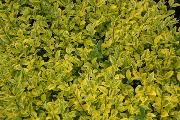 BUGA Schwerin   085.jpg